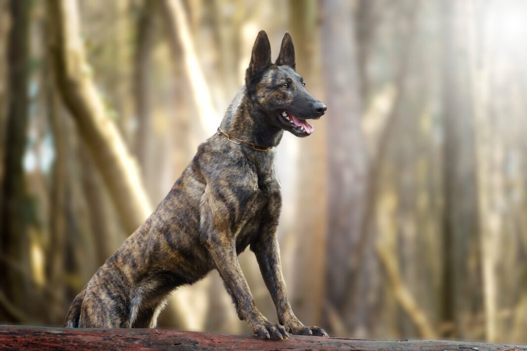 kutyafotozas tanacsok 3 1 1